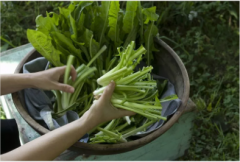 野菜的鉴毒秘籍，拿走拿走别客气！